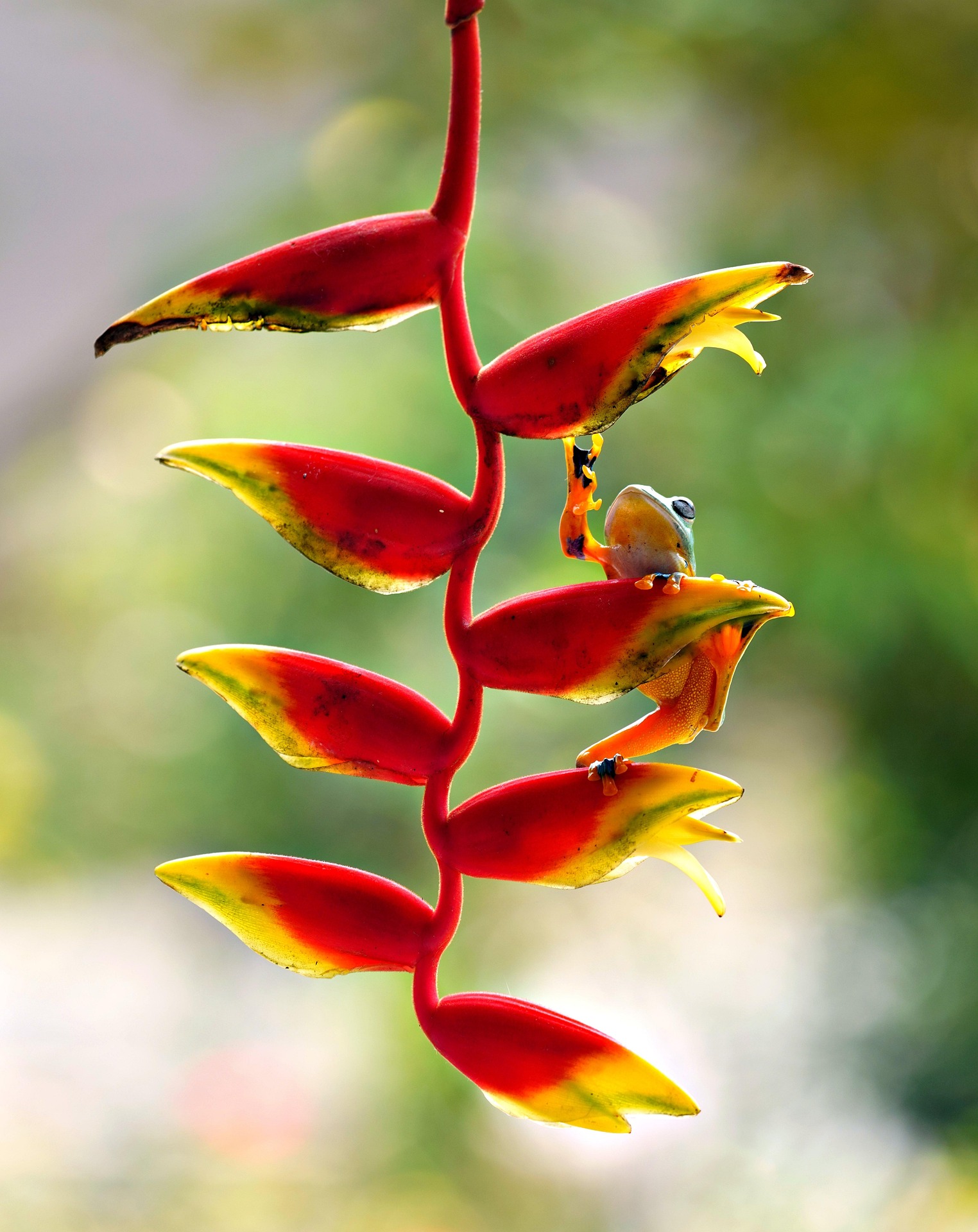 Colombia: A Paradise of Biodiversity