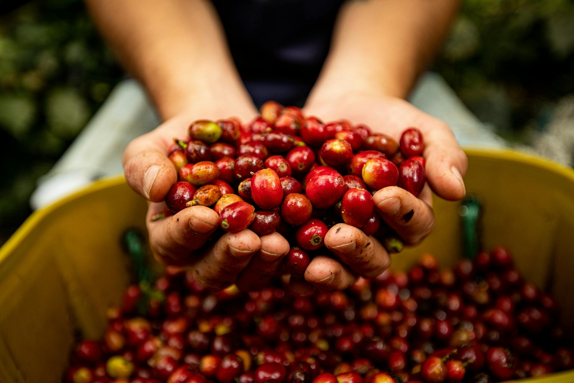 Hands holding freshly picked red coffee cherries